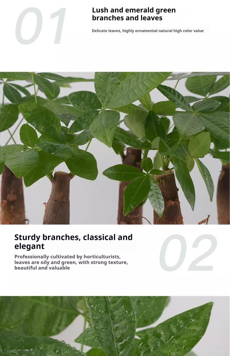 Indoor Bonsai Money Tree - 5 Leaflets All-Round Fortune Plant, Bulbous Trunk & Long-Lasting Ornamental Value, Sturdy Branches for Desk & Home Decor (High Survival)