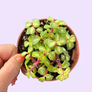 4” Portulacaria Afra / Variegated Elephant Bush / Rainbow Bush