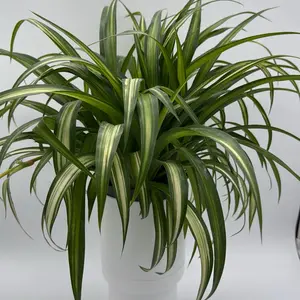 Variegated Hawaiian Spider Plant  6" pot  House Plant - Excellent Air Purifier, Bright Spot for Indirect Sunlight