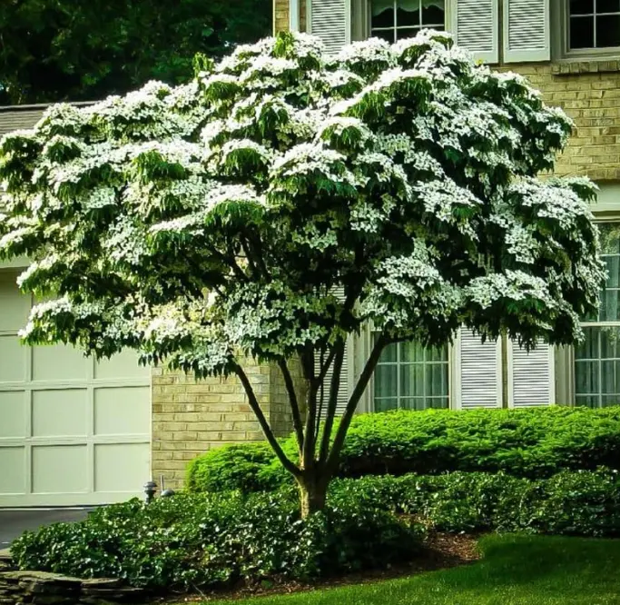Kousa Dogwood Trees Live Plant, 12 to 24 Inc Tall in Quart Pot, Live White Kousa Flowering Dogwood Trees Shrubs for Planting Outdoors, Dormant in Winter