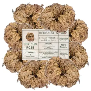 Rose of Jericho – The Resurrection Plant for Love and Renewal – Symbol of Prosperity & Abundance, Ideal for Home Decor & Spiritual Healing