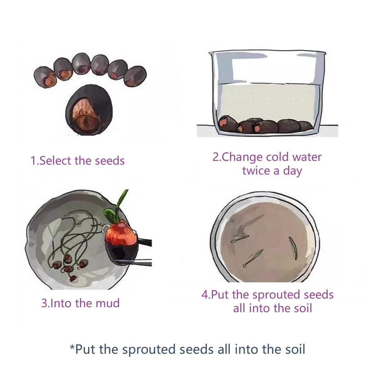 【Buy 20 get 10 Free】30 lotus seeds Potted lotus seeds, water lilies, open pond aquatic plant species, non-GMO home garden plant seeds, mixed colors 【Buy 20 get 10 Free】30 lotus seeds Potted lotus seeds, water lilies, open pond aquatic plant species, non-GMO home garden plant seeds, mixed colors