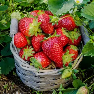 800+Pcs Strawberry Fruit Seeds for Planting Home Garden Outdoo