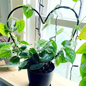 Heart-Shaped Plant Support Stake, Garden Trellis, Ideal for Garden, Balcony, and Flower Planting, Durable & Stylish Design, Perfect Gift Idea