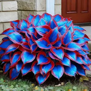 800 Hosta Seeds | Rare Perennial Shade-Tolerant Plant, Perfect for Outdoor Garden Planting, Easy to Grow and Low Maintenance, Ideal for Creating Lush Shady Landscapes and Elegant Decorative Garden Spaces