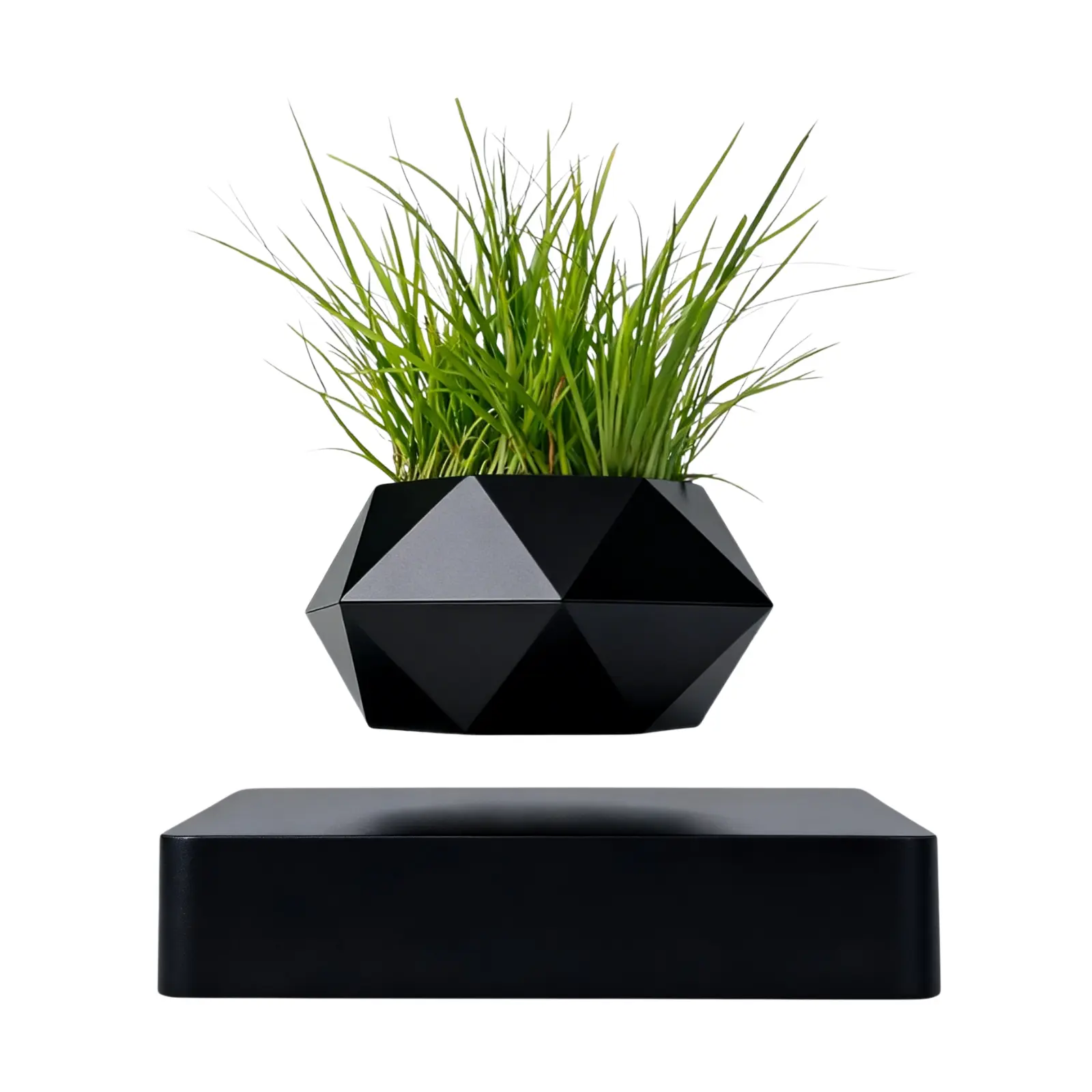 glass planter terrarium Fittonia with Moss Arrangement in Round Glass Terrarium (M) main image 1