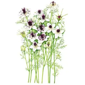 African Bride Love-In-A-Mist Seeds