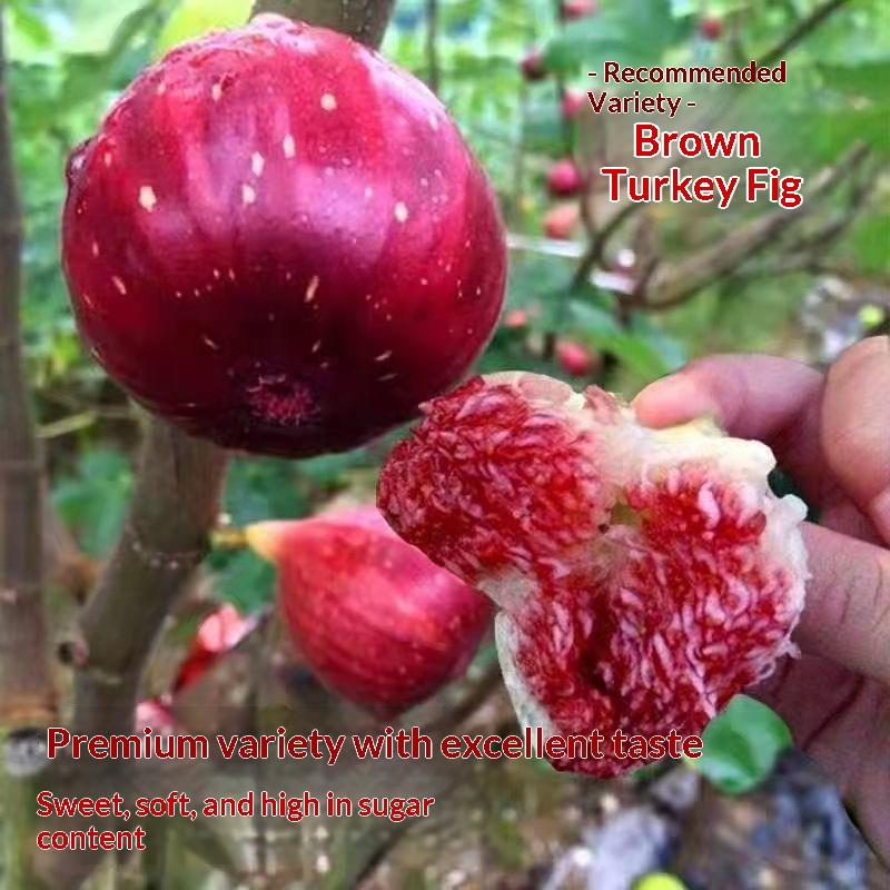 Fig Tree Seedling - Dense Roots, High Survival Rate, Seedless & Sweet - with Nutrient Soil for Beginner Gardening